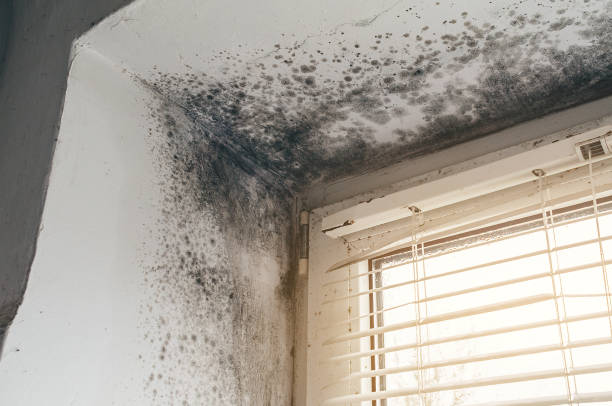 Affordable Mold Removal solutions in Lumberville, PA